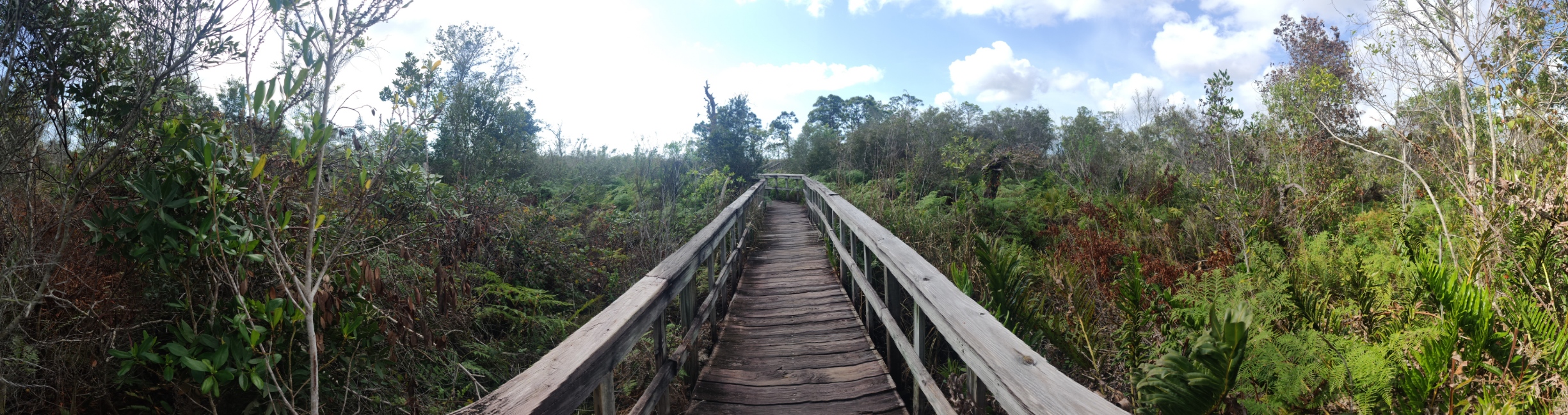 Boardwalk through mangroves